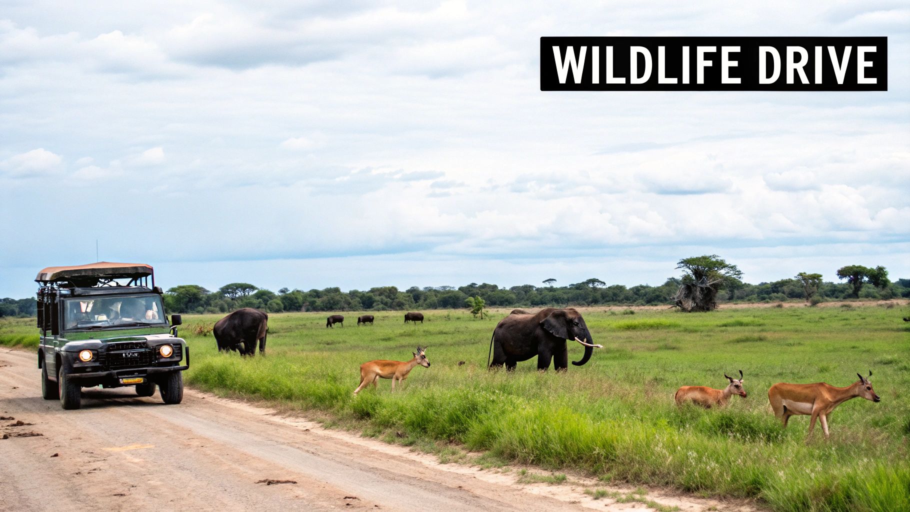 Chobe Elephants