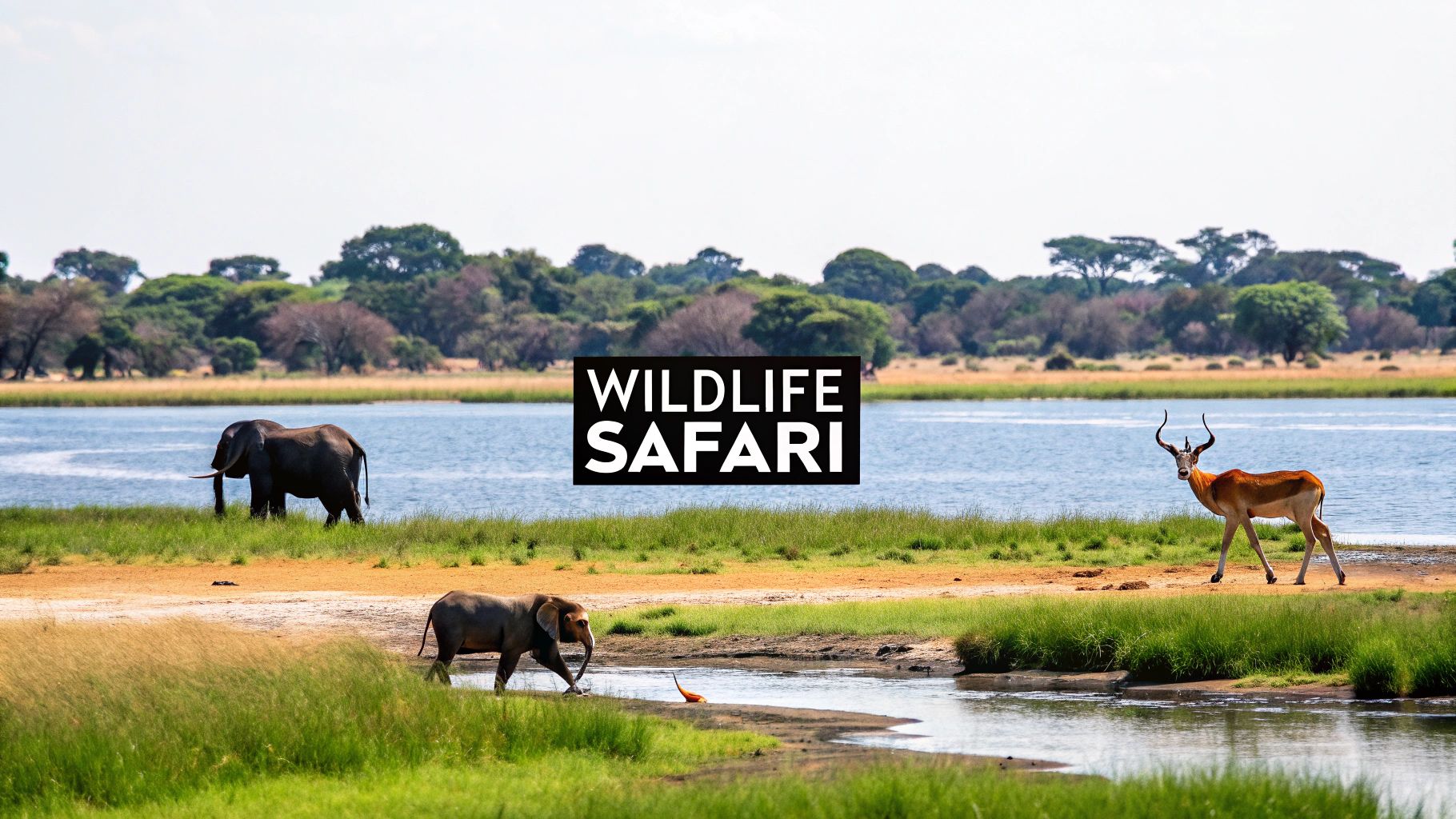 Okavango Delta Green Season