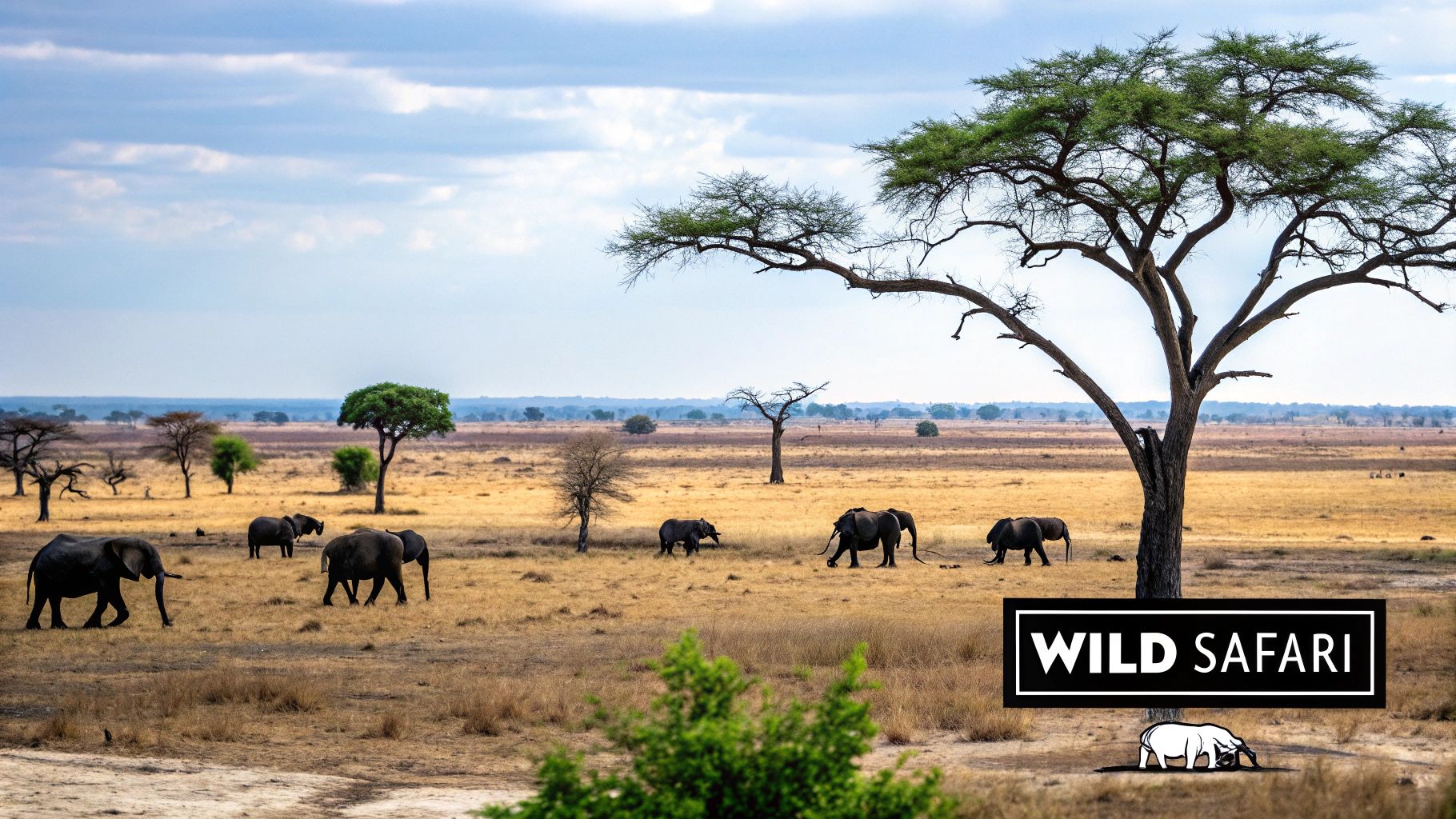 Safari in Hwange National Park