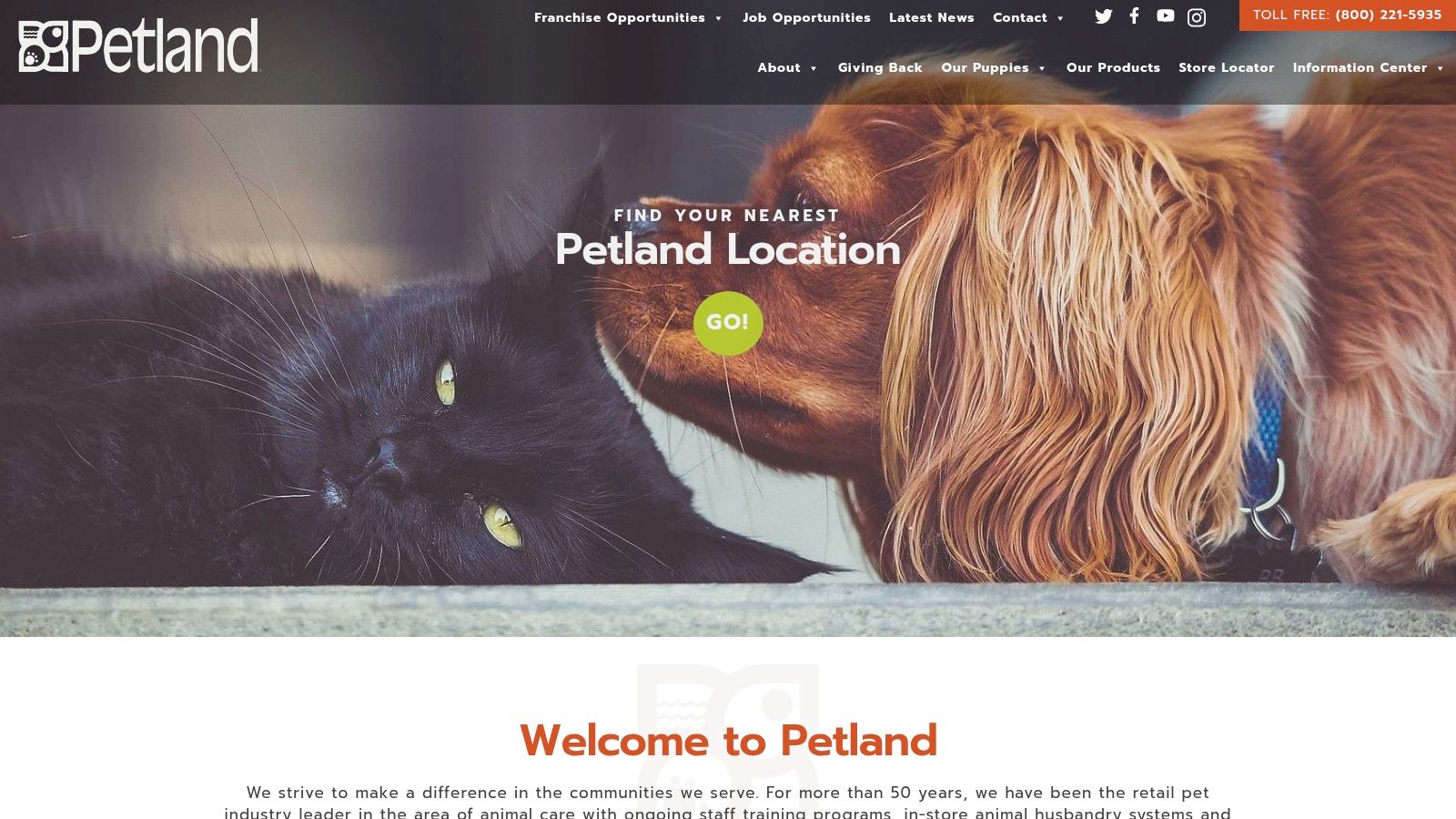 Petland Teacup Yorkie Puppies