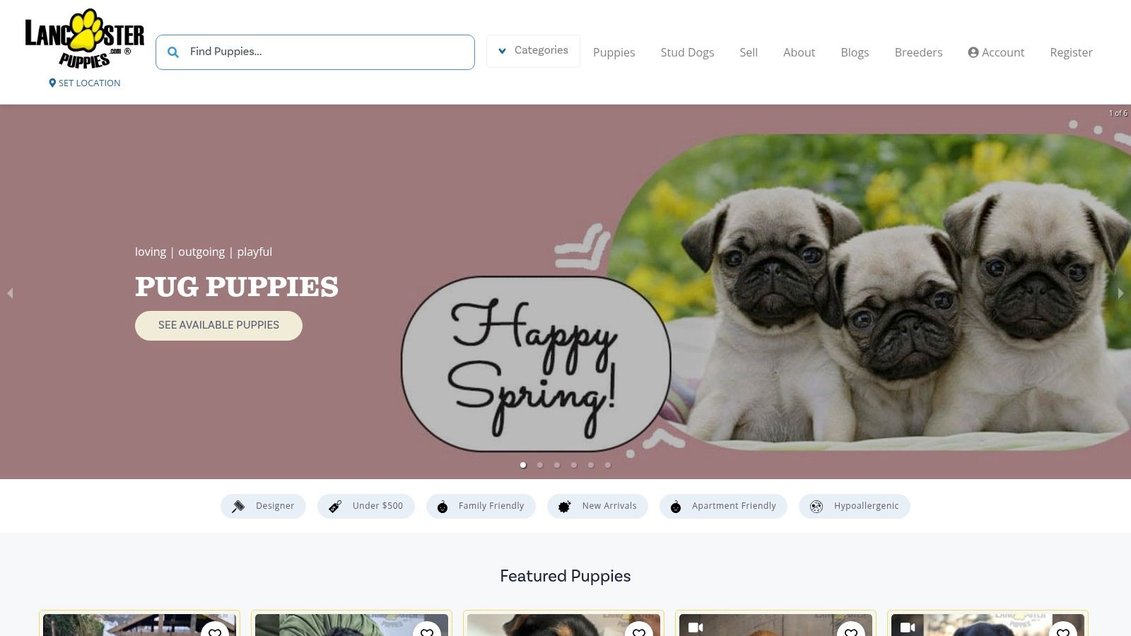 Lancaster Puppies - Teacup Yorkie Listings