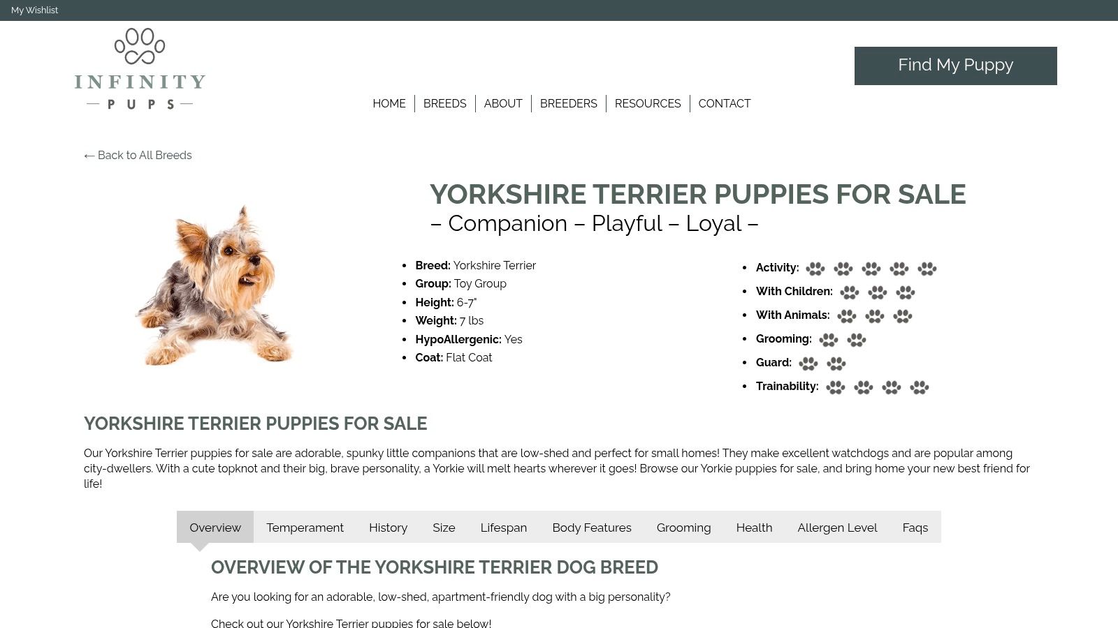 Infinity Pups - Teacup Yorkies