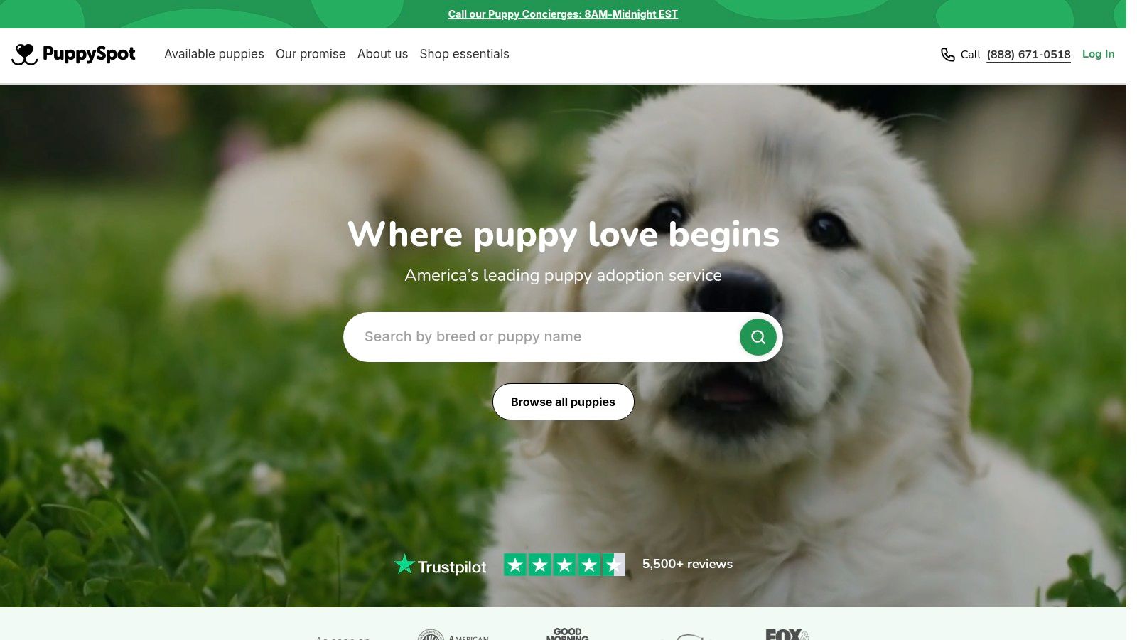 PuppySpot Teacup Yorkshire Terriers