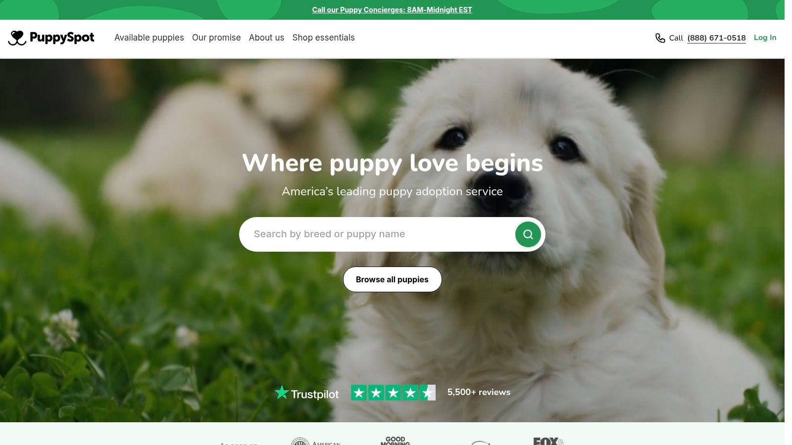 PuppySpot - Teacup Yorkie Puppies