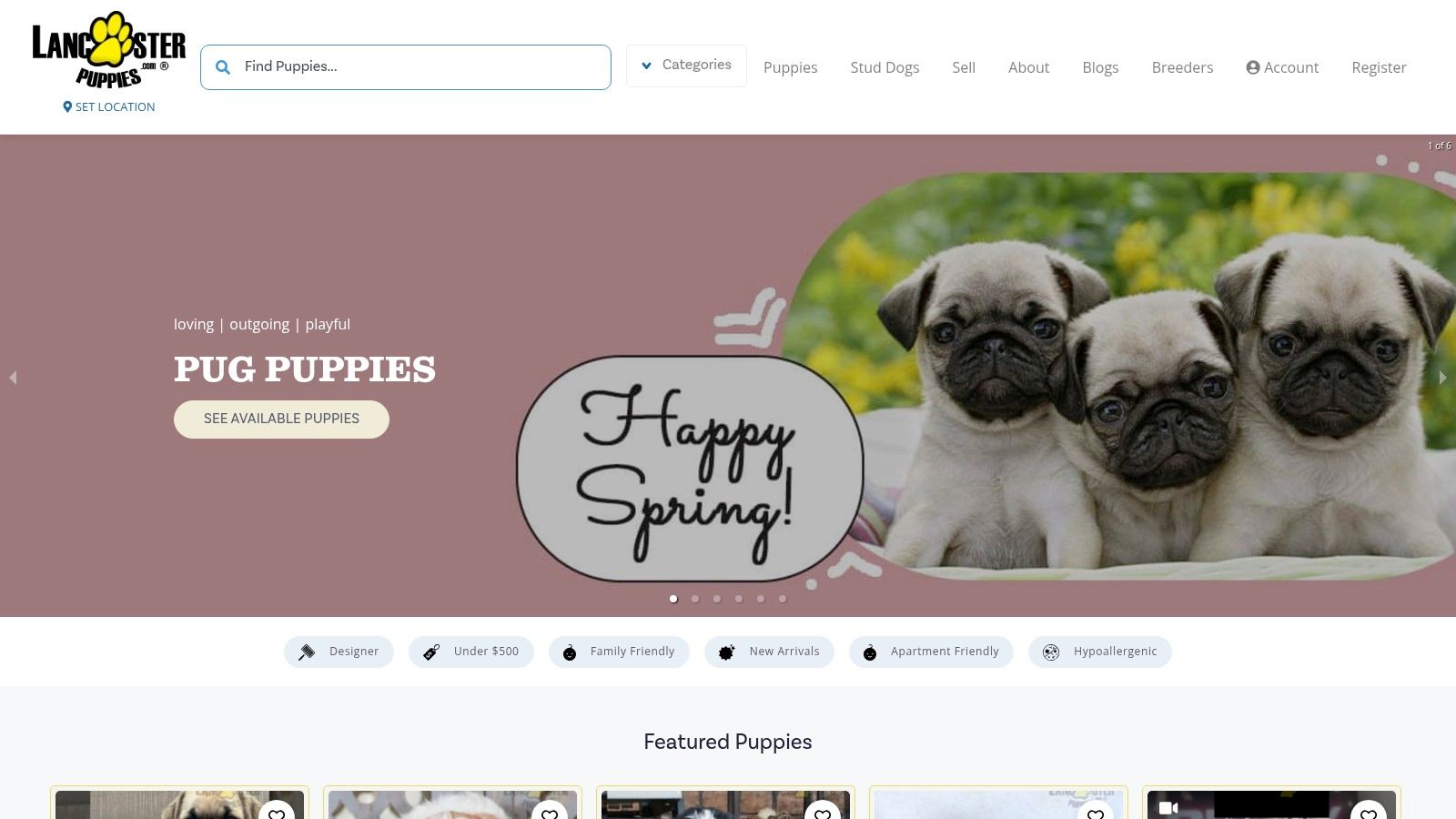 Lancaster Puppies Teacup Yorkie Listings