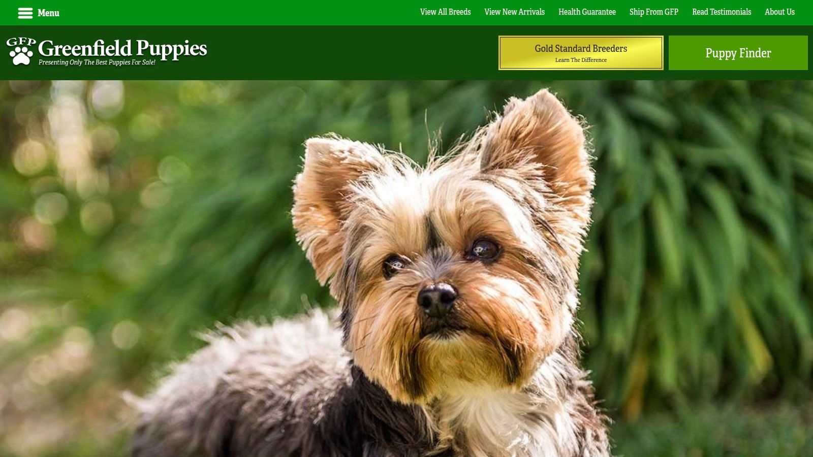 Greenfield Puppies - Teacup Yorkies