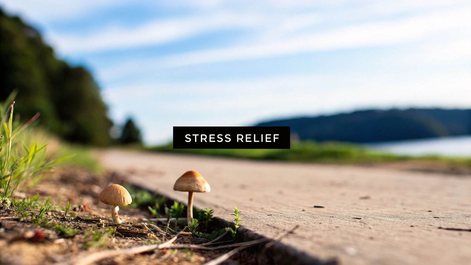 Stress Reduction and Adaptogenic Properties