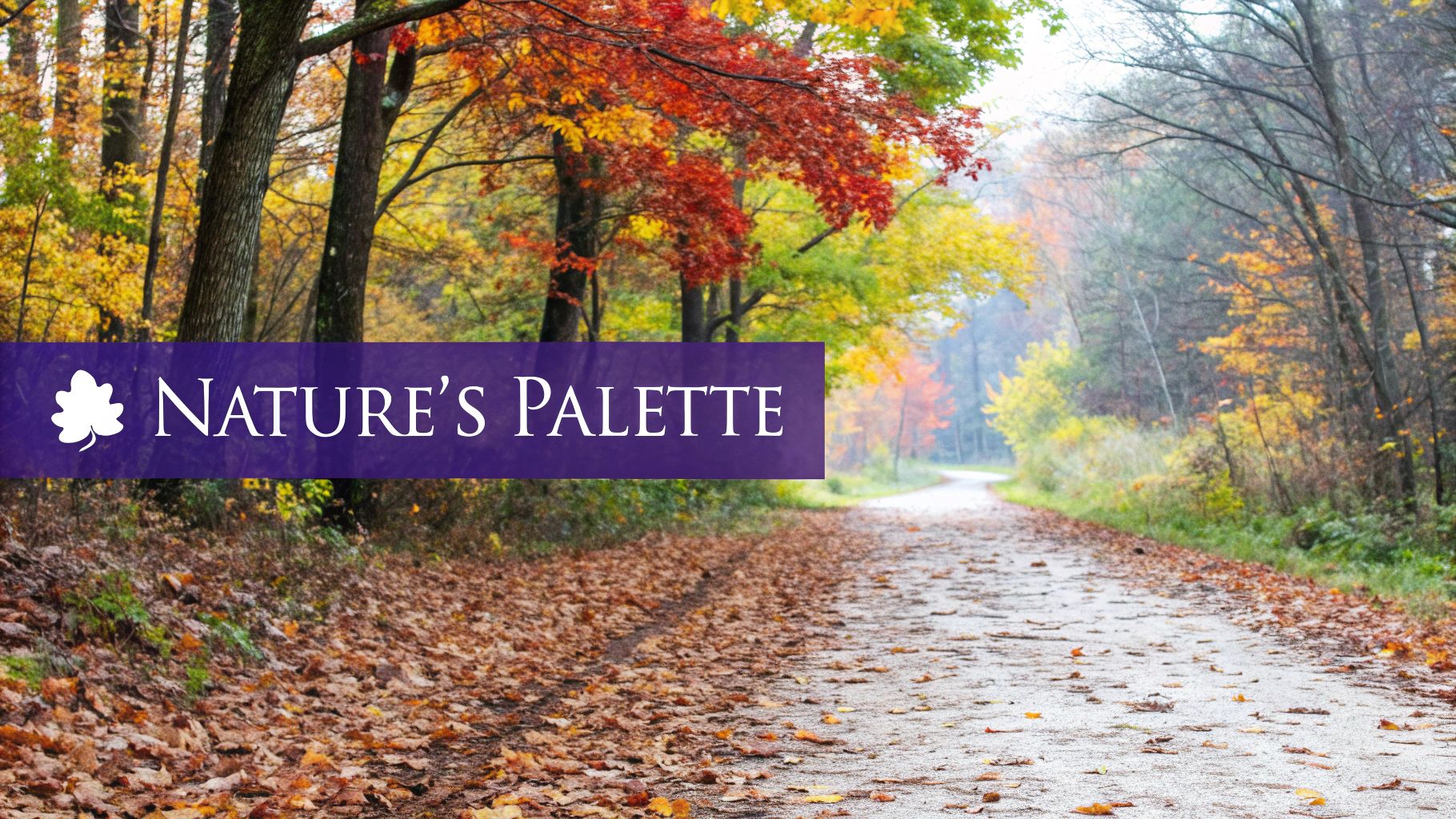 Image of Autumn leaves